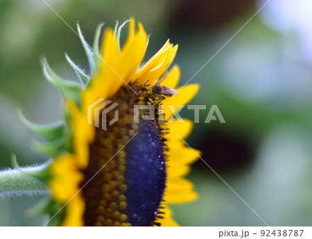 ひまわり 92438787
