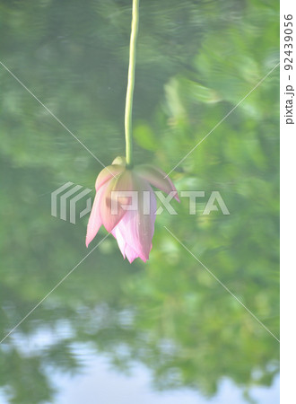 水面に映るハスの花 92439056