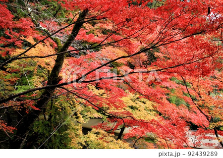 色あざやかな紅葉 92439289