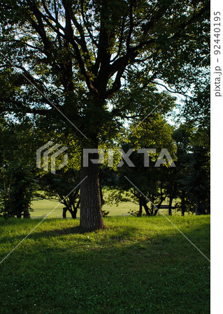 公園の木と夕方の日差し 公園の木と夕方の日差し 92440195