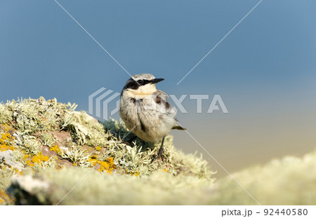Northern wheatear perched on a mossy stone against blue background Northern wheatear perched on a mossy stone against blue background 92440580