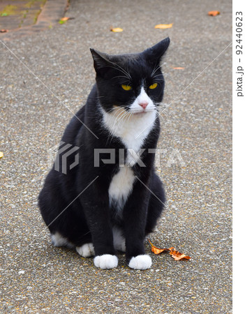 お座りする黒と白のハチワレ野良猫 92440623