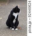 横を向く黒と白のハチワレ野良猫 92440624