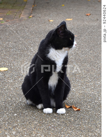 横を向く黒と白のハチワレ野良猫 横を向く黒と白のハチワレ野良猫 92440624