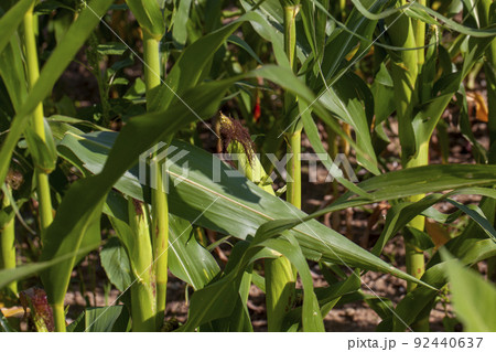an agricultural field where unripe green corn grows an agricultural field where unripe green corn grows 92440637