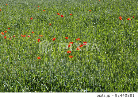 red poppies growing in an agricultural field with cereals red poppies growing in an agricultural field with cereals 92440881