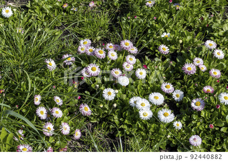 white and red daisies on the field white and red daisies on the field 92440882