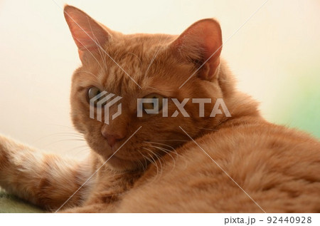 窓辺でじっと見つめる茶寅の猫 92440928