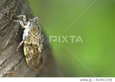 ニイニイゼミ 92441349