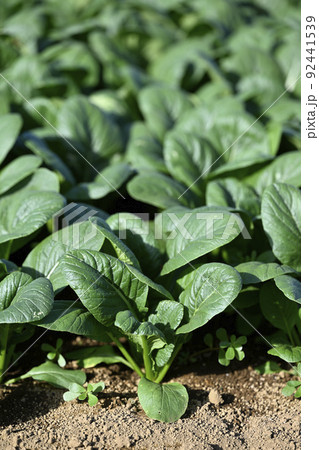 畑（小松菜） 92441539
