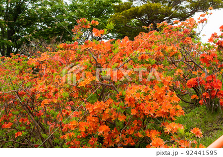 夢か現か　霧の中の羅臼神社 92441595