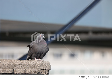 鳩の佇まい 92441608