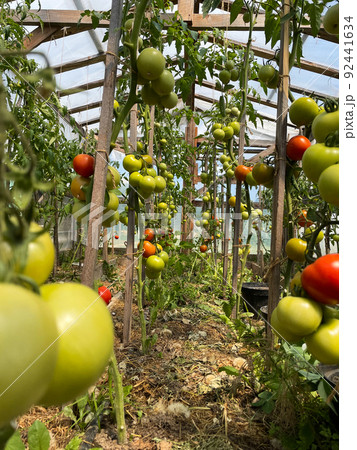The growing tomatoes in the greenhouse 92441634