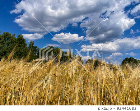 Wheat field. Ears of golden wheat close up. Beautiful Rural Scenery under Shining Sunlight and blue sky. Background of ripening ears of meadow wheat field. Wheat field. Ears of golden wheat close up. Beautiful Rural Scenery under Shining Sunlight and blue sky. Background of ripening ears of meadow wheat field. 92441683