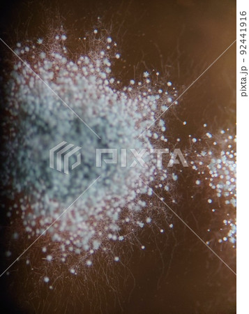 青カビのコロニーが成長しているところ 92441916