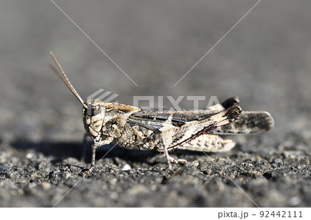 クルマバッタモドキ 92442111