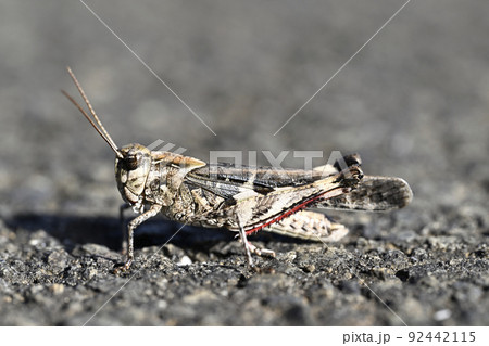 クルマバッタモドキ 92442115