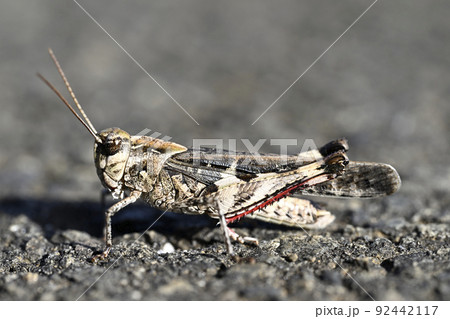 クルマバッタモドキ 92442117