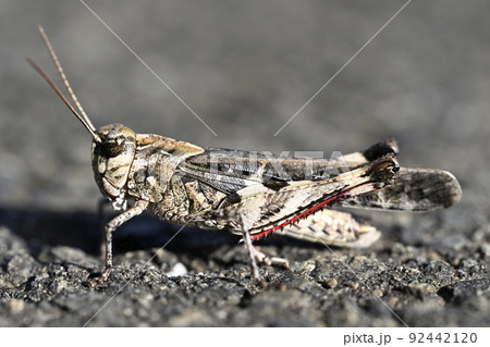 クルマバッタモドキ 92442120