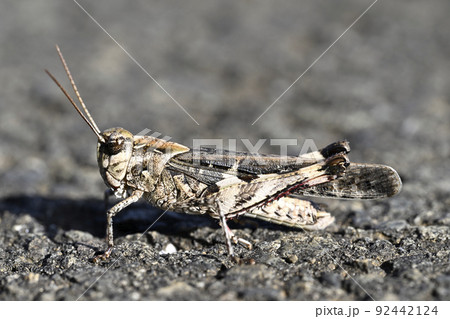 クルマバッタモドキ 92442124