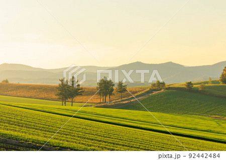 夕日に染まるマイルドセブンの丘の道「秋の北海道」 92442484