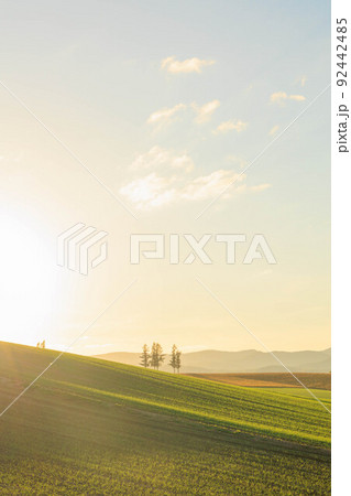 夕日に染まるマイルドセブンの丘「秋の北海道」 92442485