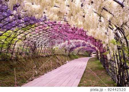 藤園の藤 藤園の藤 92442520