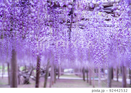 藤園の藤 藤園の藤 92442532