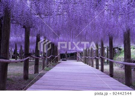 藤園の藤 藤園の藤 92442544