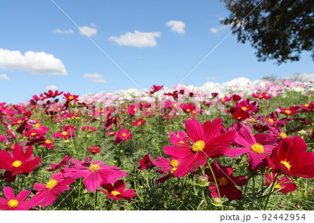 のんびりとした秋空のもと咲き誇る秋桜の花 のんびりとした秋空のもと咲き誇る秋桜の花 92442954
