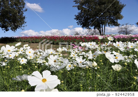 インパクトのある白いコスモスの花が印象的 92442958