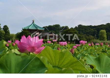 不忍池の蓮と弁天堂　東京 92443148