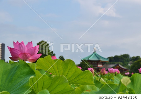 不忍池の蓮と弁天堂　東京 92443150
