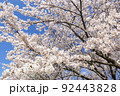 Sakura　青空 92443828