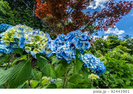 あじさい曼荼羅園 和歌山 あじさい曼荼羅園 和歌山 92443901