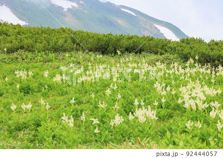 立山黒部アルペンルート 夏の室堂に咲く満開の高山植物 立山黒部アルペンルート 夏の室堂に咲く満開の高山植物 92444057