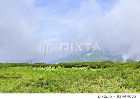 立山黒部アルペンルート 夏の室堂に咲く満開の高山植物 立山黒部アルペンルート 夏の室堂に咲く満開の高山植物 92444058