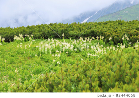 立山黒部アルペンルート　夏の室堂に咲く満開の高山植物 92444059