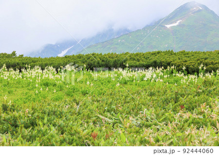 立山黒部アルペンルート　夏の室堂に咲く満開の高山植物 92444060