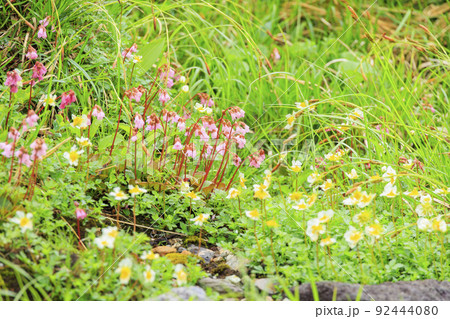 立山黒部アルペンルート　夏の室堂に咲く満開の高山植物 92444080