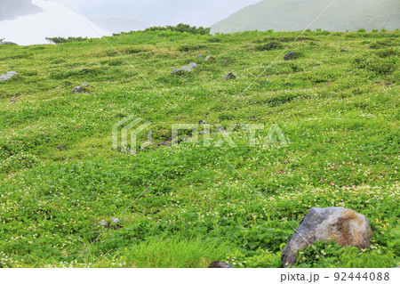 立山黒部アルペンルート　夏の室堂に咲く満開の高山植物 92444088