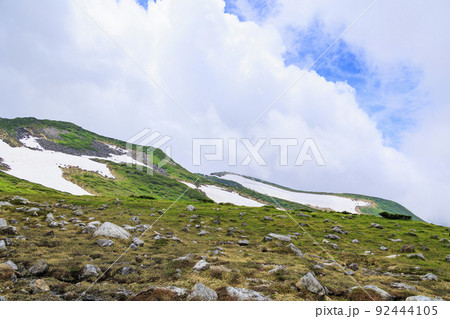 立山黒部アルペンルート　夏の室堂に咲く満開の高山植物 92444105