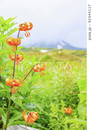 立山黒部アルペンルート　夏の室堂に咲く満開の高山植物 92444117