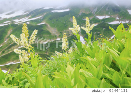 立山黒部アルペンルート 夏の室堂に咲く満開の高山植物 立山黒部アルペンルート 夏の室堂に咲く満開の高山植物 92444131