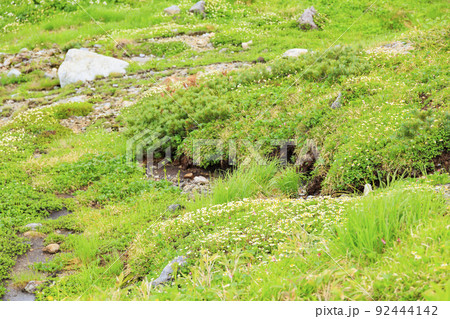 立山黒部アルペンルート 夏の室堂に咲く満開の高山植物 立山黒部アルペンルート 夏の室堂に咲く満開の高山植物 92444142