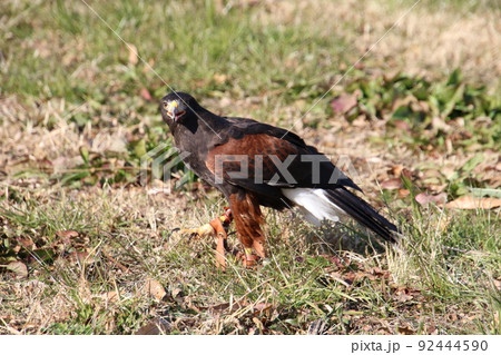 ハリスホーク ハリスホーク 92444590