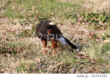 ハリスホーク 92444592