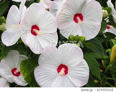 白いアメリカフヨウの花のアップ 92445018