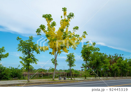 南国の花“ゴールデンシャワー” 92445319