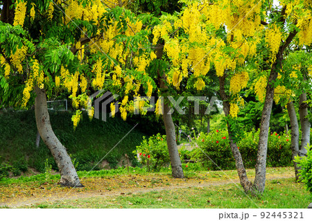 南国の花“ゴールデンシャワー” 92445321